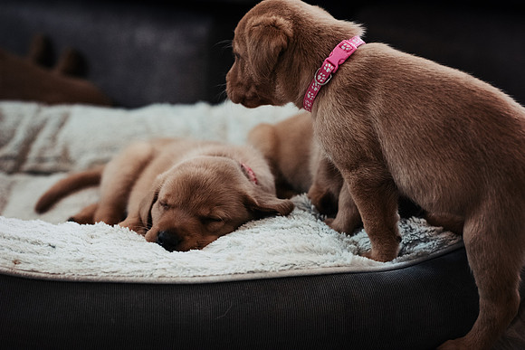 ameliapups2520251216_0014