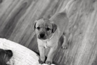 ameliapups2520251216_0017