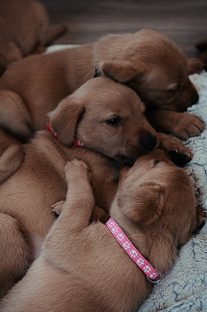 ameliapups2520251216_0024