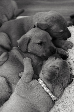 ameliapups2520251216_0023
