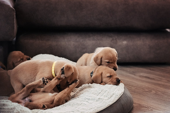 ameliapups2520251216_0022