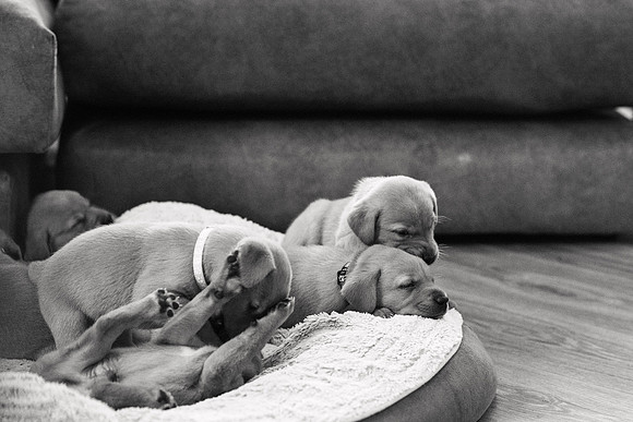 ameliapups2520251216_0021