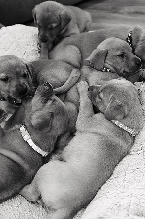 ameliapups2520251216_0025