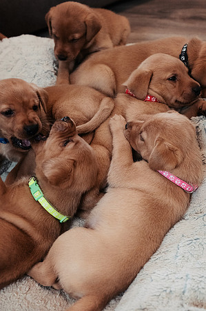 ameliapups2520251216_0026
