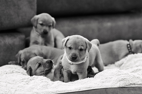 ameliapups2520251216_0056
