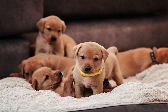 ameliapups2520251216_0057