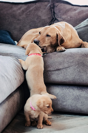 ameliapups2520251216_0067