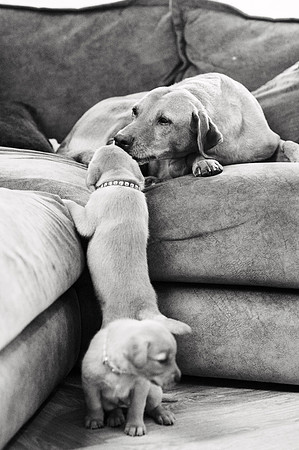 ameliapups2520251216_0066