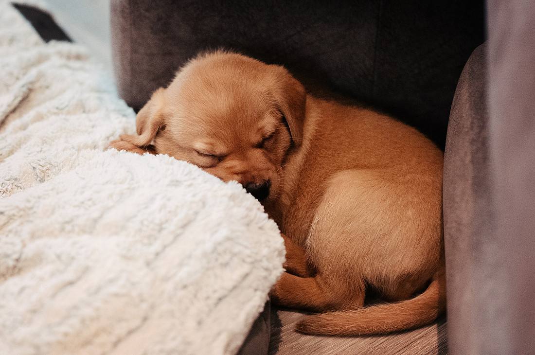 ameliapups2520251216_0065