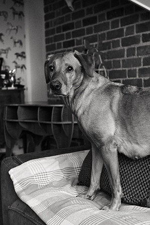 ameliapups2520251216_0070