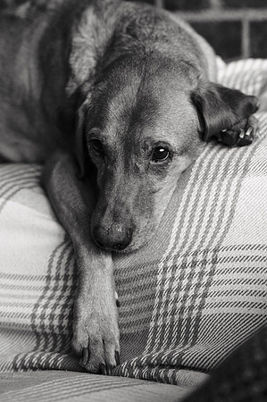 ameliapups2520251216_0090
