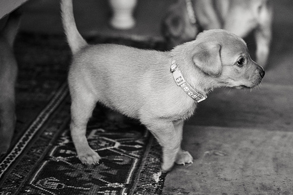 ameliapups2520251216_0096