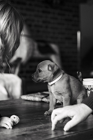 ameliapups2520251216_0098
