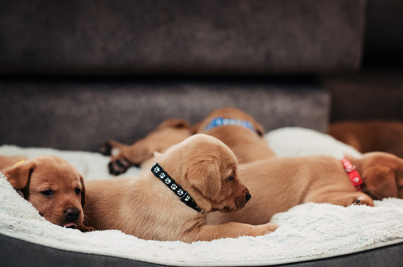 ameliapups2520251216_0101