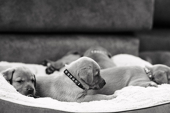 ameliapups2520251216_0100
