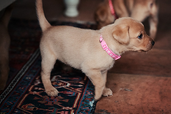 ameliapups2520251216_0097