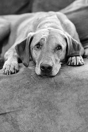 ameliapups2520251216_0104