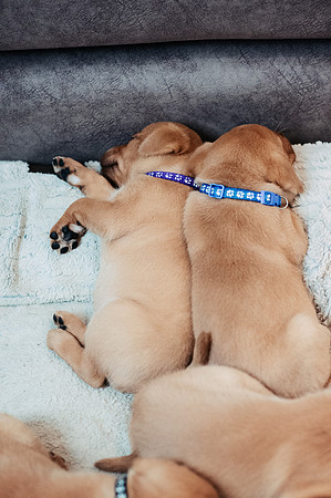ameliapups2520251216_0109