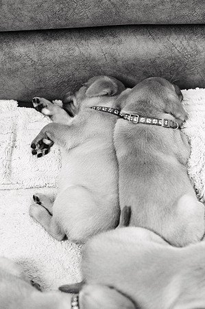 ameliapups2520251216_0108