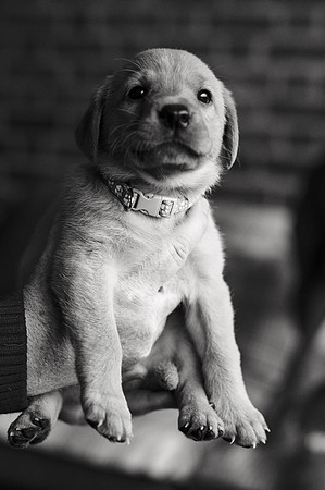 ameliapups2520251216_0122