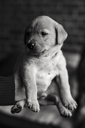 ameliapups2520251216_0120