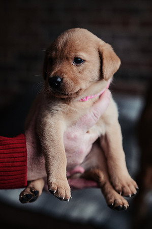 ameliapups2520251216_0121