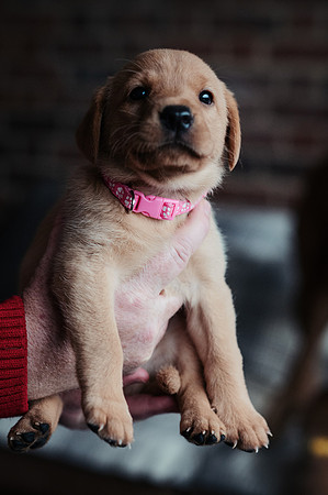 ameliapups2520251216_0123