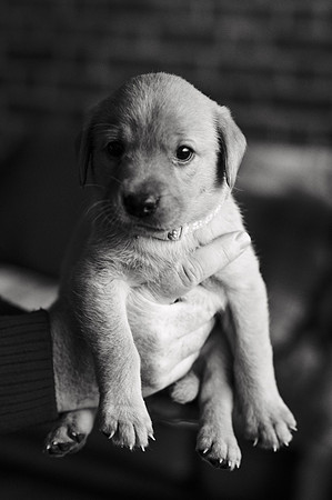 ameliapups2520251216_0128