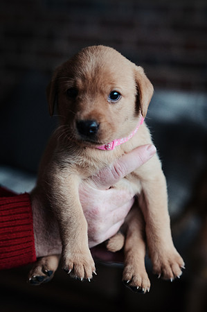 ameliapups2520251216_0129
