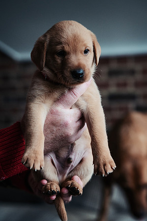 ameliapups2520251216_0135