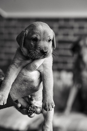 ameliapups2520251216_0136