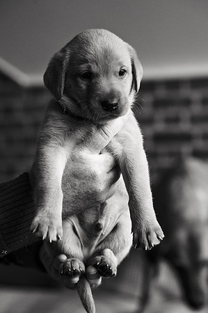 ameliapups2520251216_0134