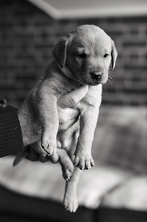 ameliapups2520251216_0140