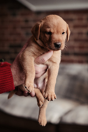 ameliapups2520251216_0141
