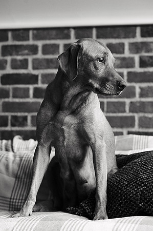 ameliapups2520251216_0144