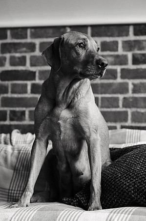 ameliapups2520251216_0142