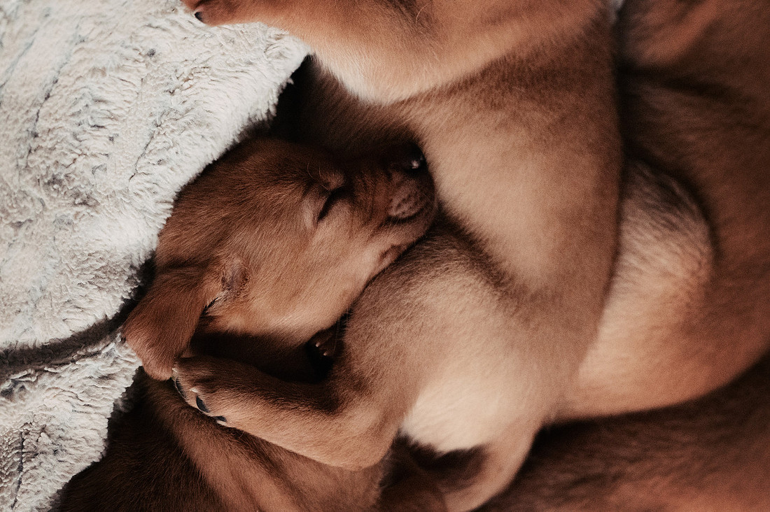 ameliapups2520251216_0350