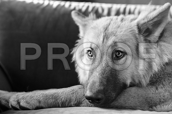 bruntdogs24077