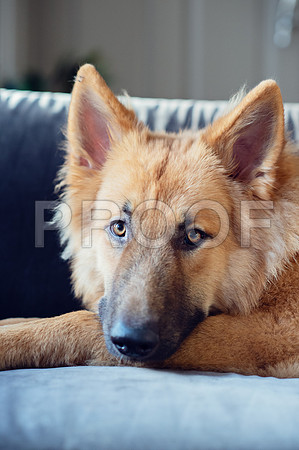 bruntdogs24082