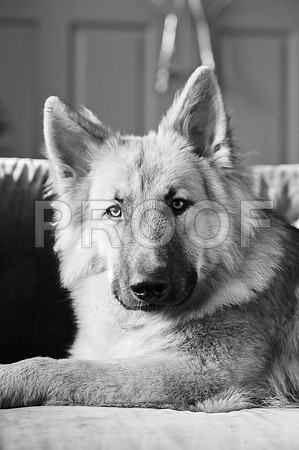 bruntdogs24097