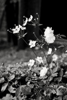 April&Charlie0012