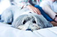 hertfordshire - dog - photographer1