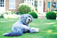 hertfordshire - dog - photographer2