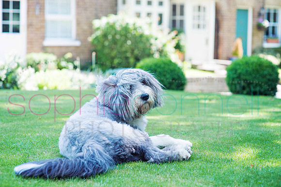 hertfordshire - dog - photographer2