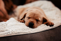 hertfordshire - dog - photographer7