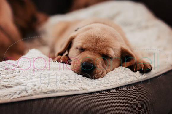 hertfordshire - dog - photographer7