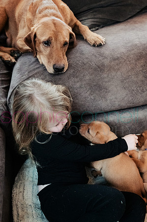 hertfordshire - dog - photographer5