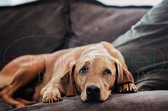 hertfordshire - dog - photographer8