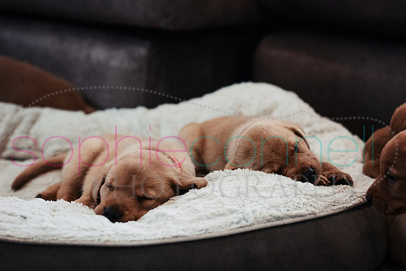 hertfordshire - dog - photographer4