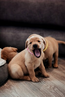 hertfordshire - dog - photographer3